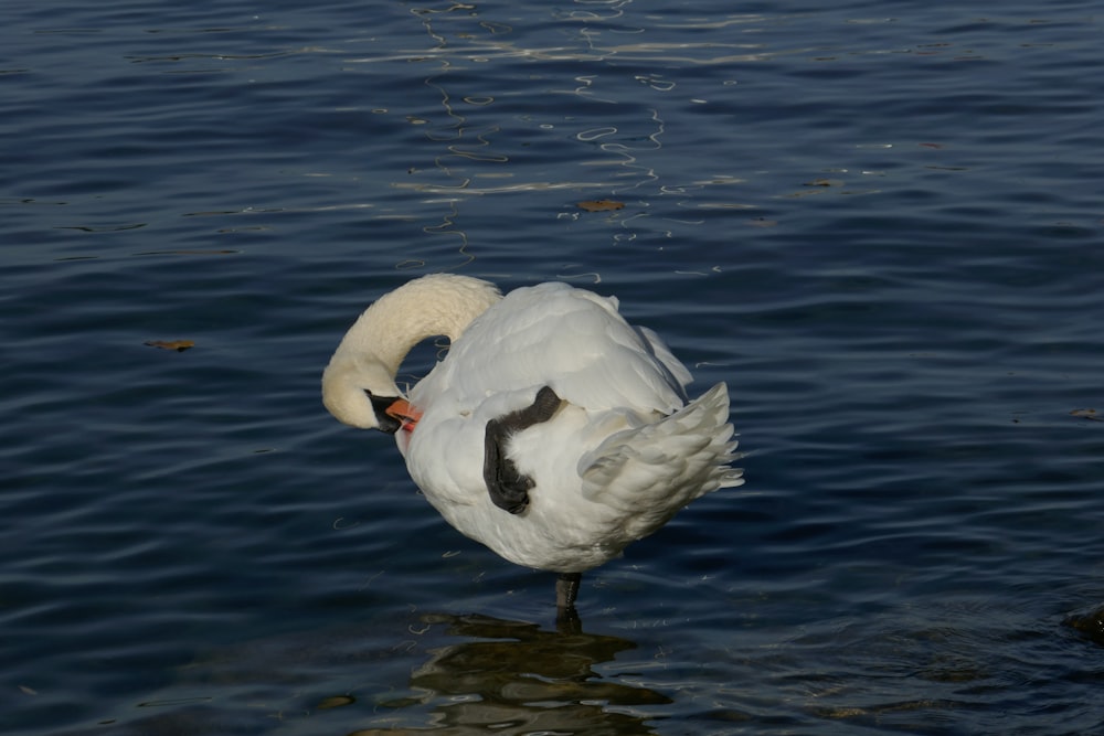 a white swan in the water