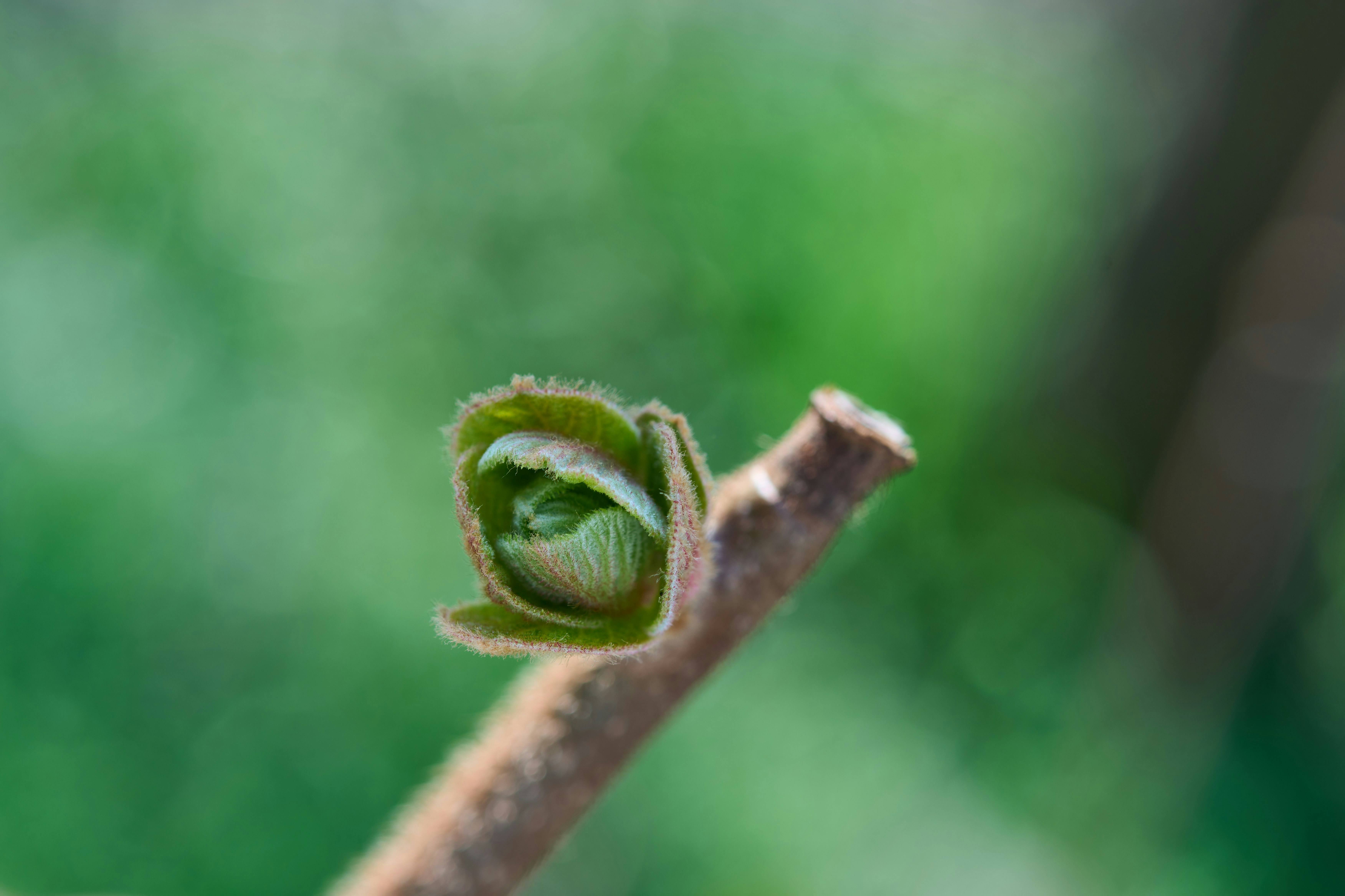 Photo by wolfgang_hasselmann