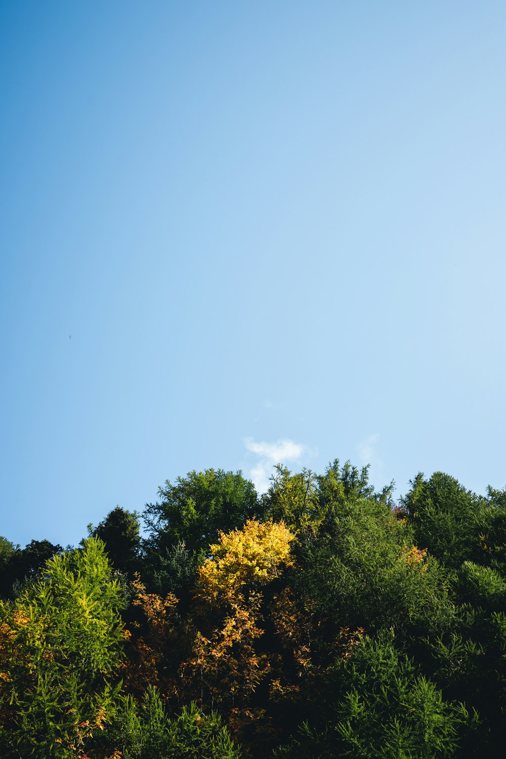 a blue sky above trees