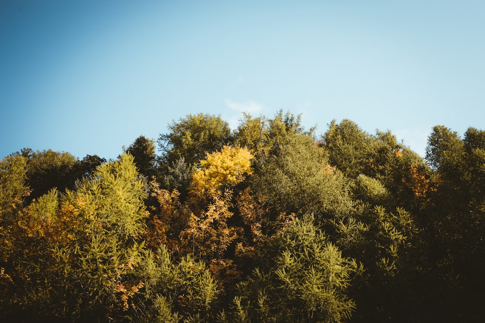 a group of trees