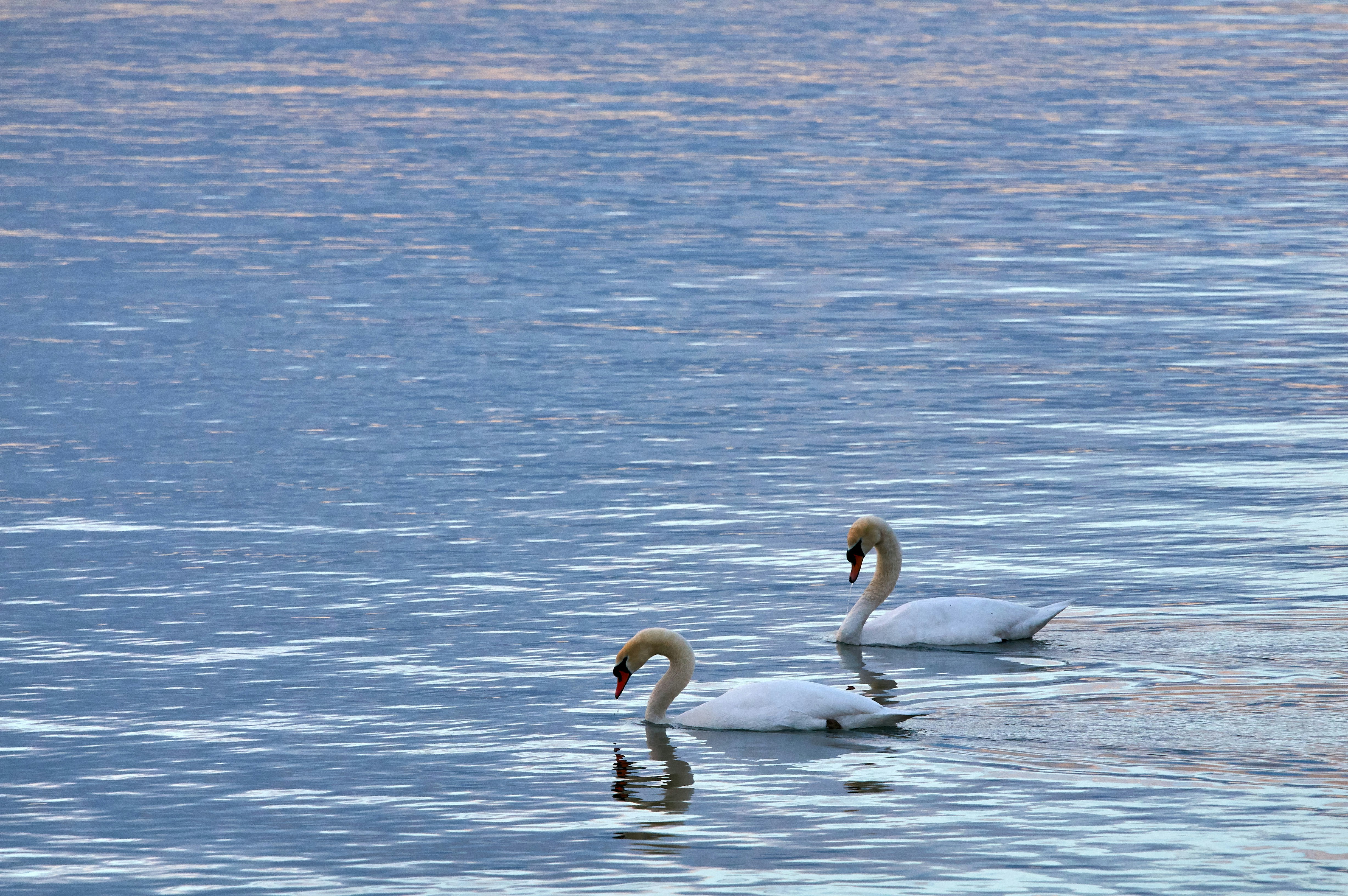 Photo by wolfgang_hasselmann