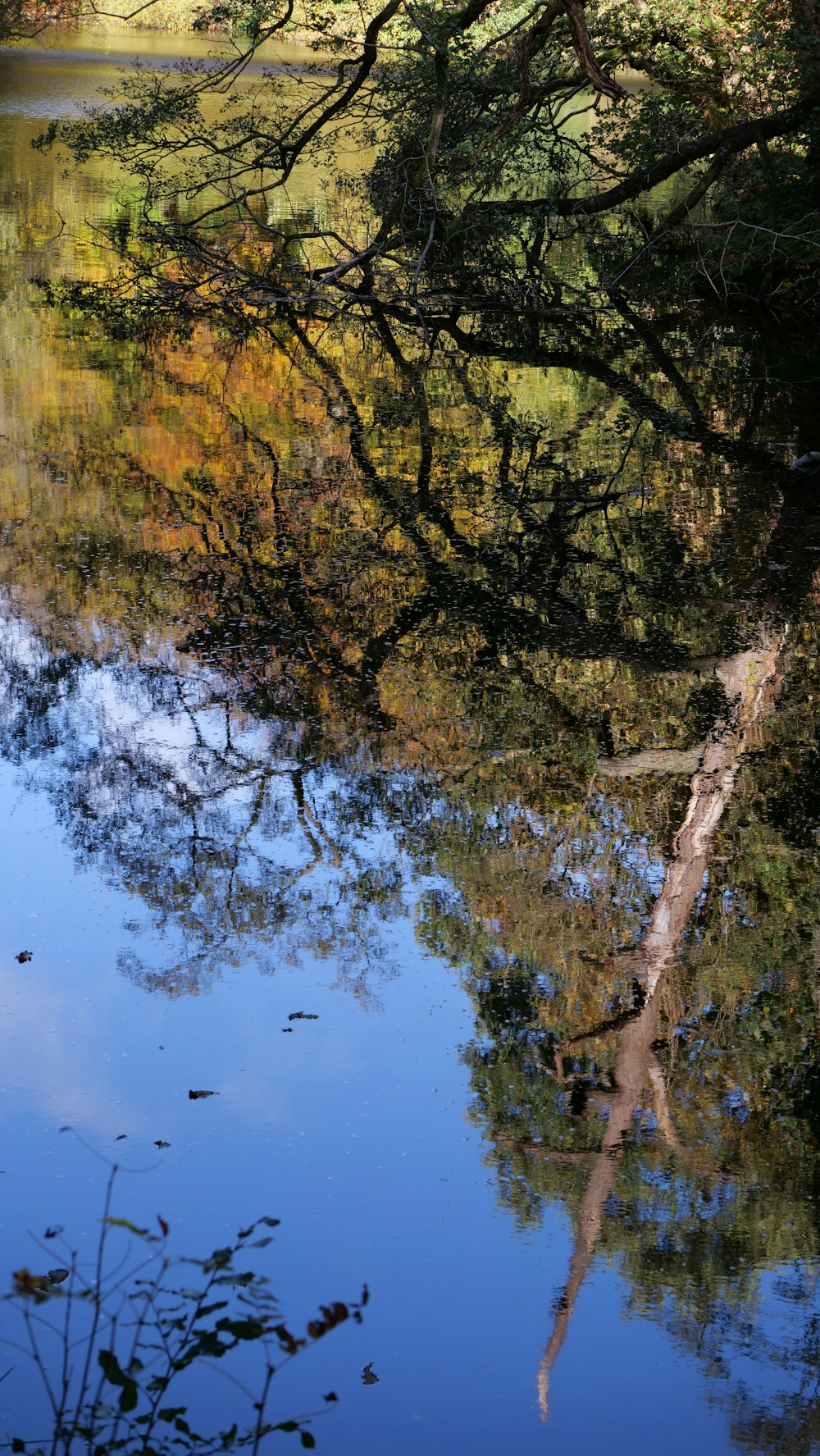 a body of water with trees around it