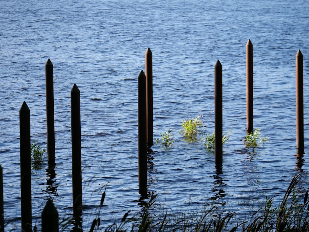 a row of sticks in the water