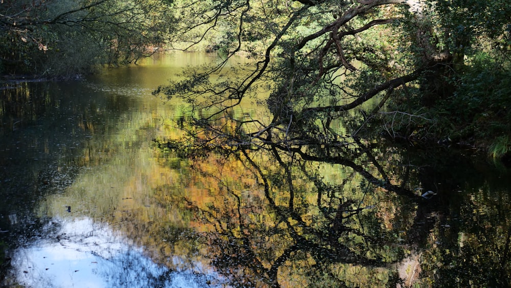 a river with trees on the side