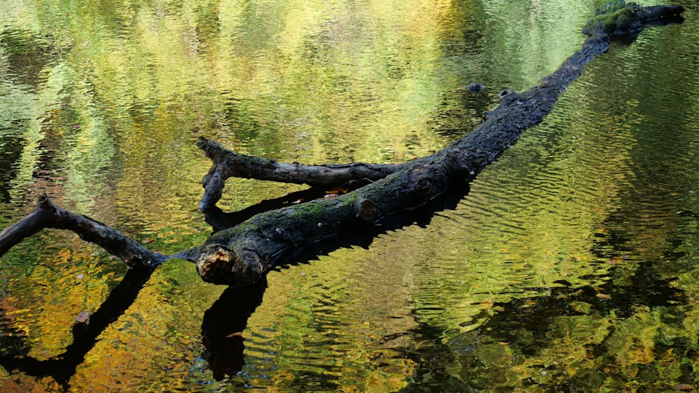 a group of tree trunks in a body of water
