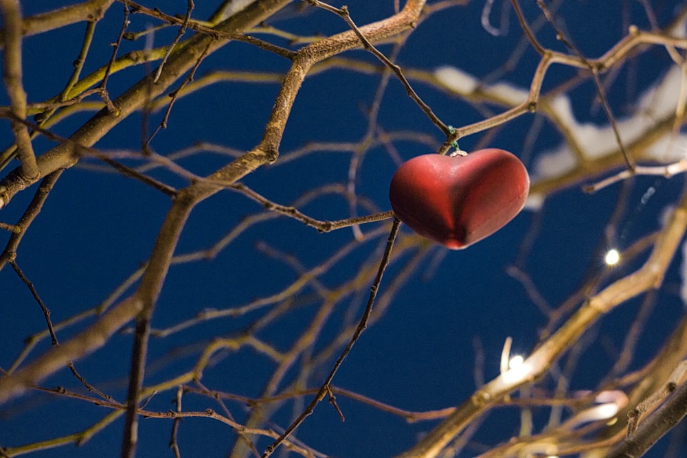 a red heart from a tree