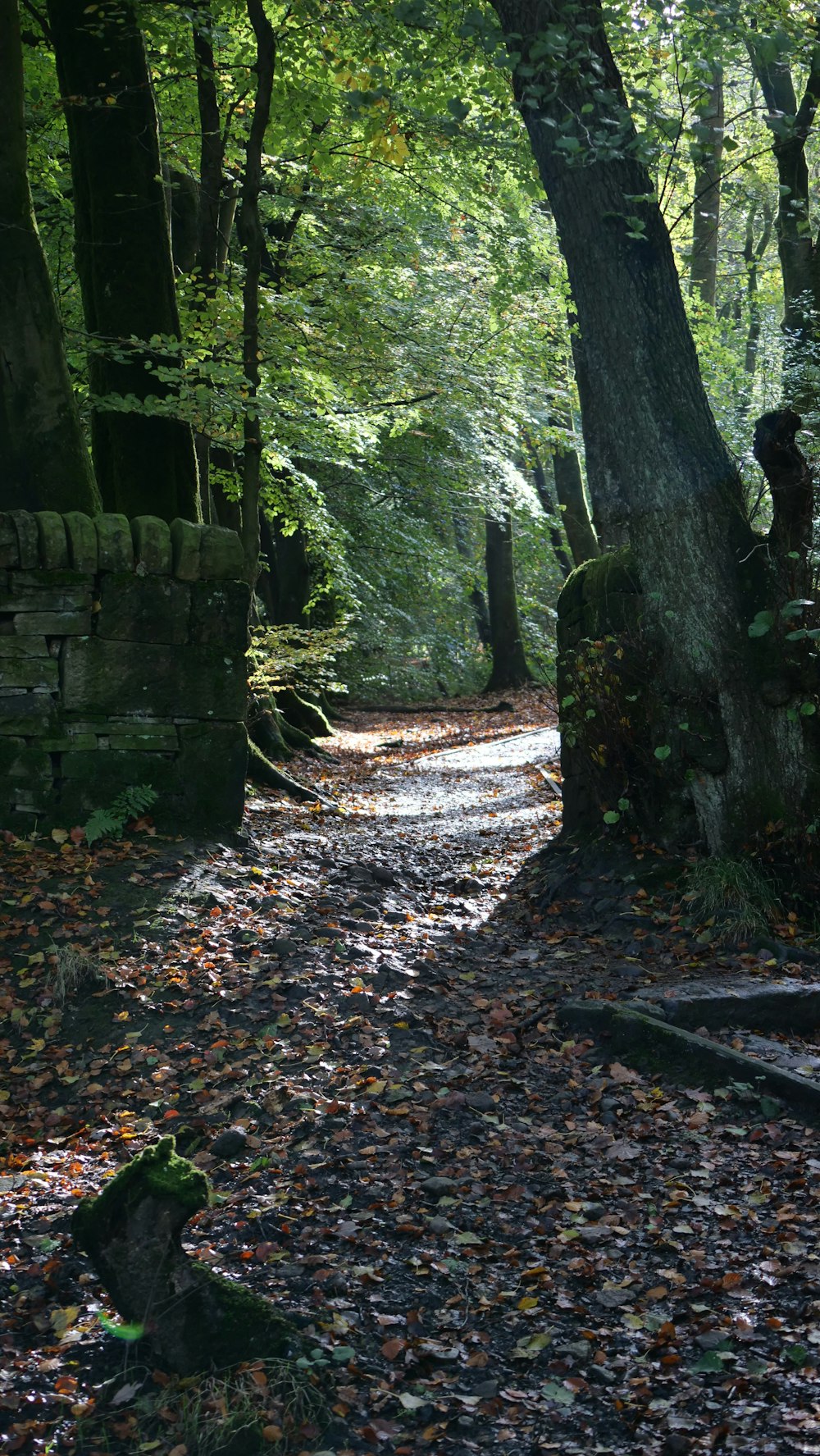 a path in the woods