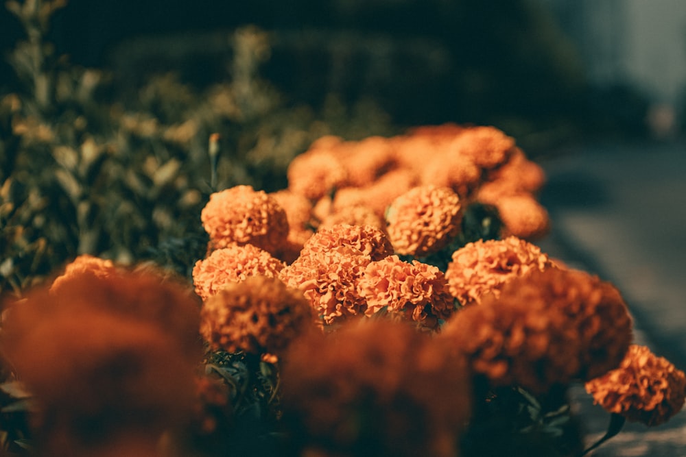 a close up of some flowers