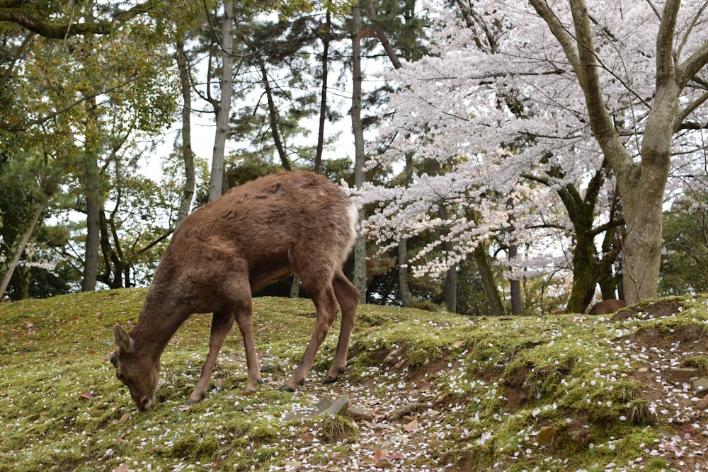 a deer eating grass in a forest