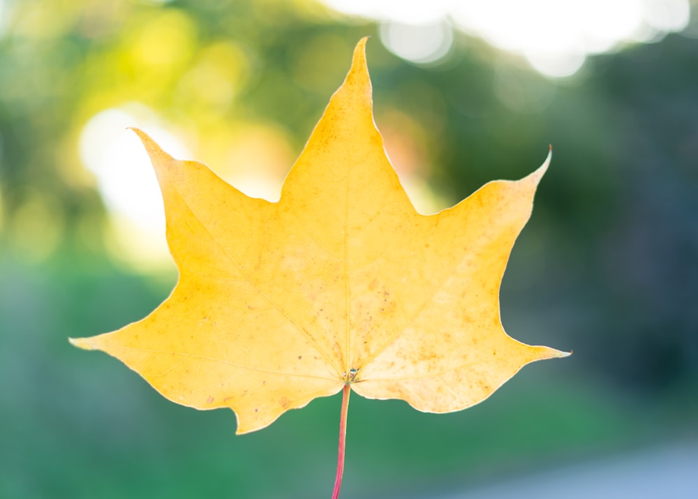 a yellow leaf on a branch