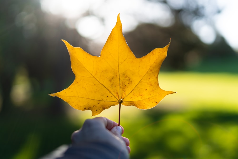 a hand holding a yellow leaf