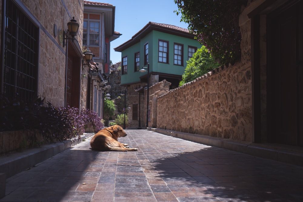 a dog lying on a brick walkway