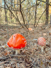 Brightly colored Spark mushrooms illuminated against a dark forest floor.