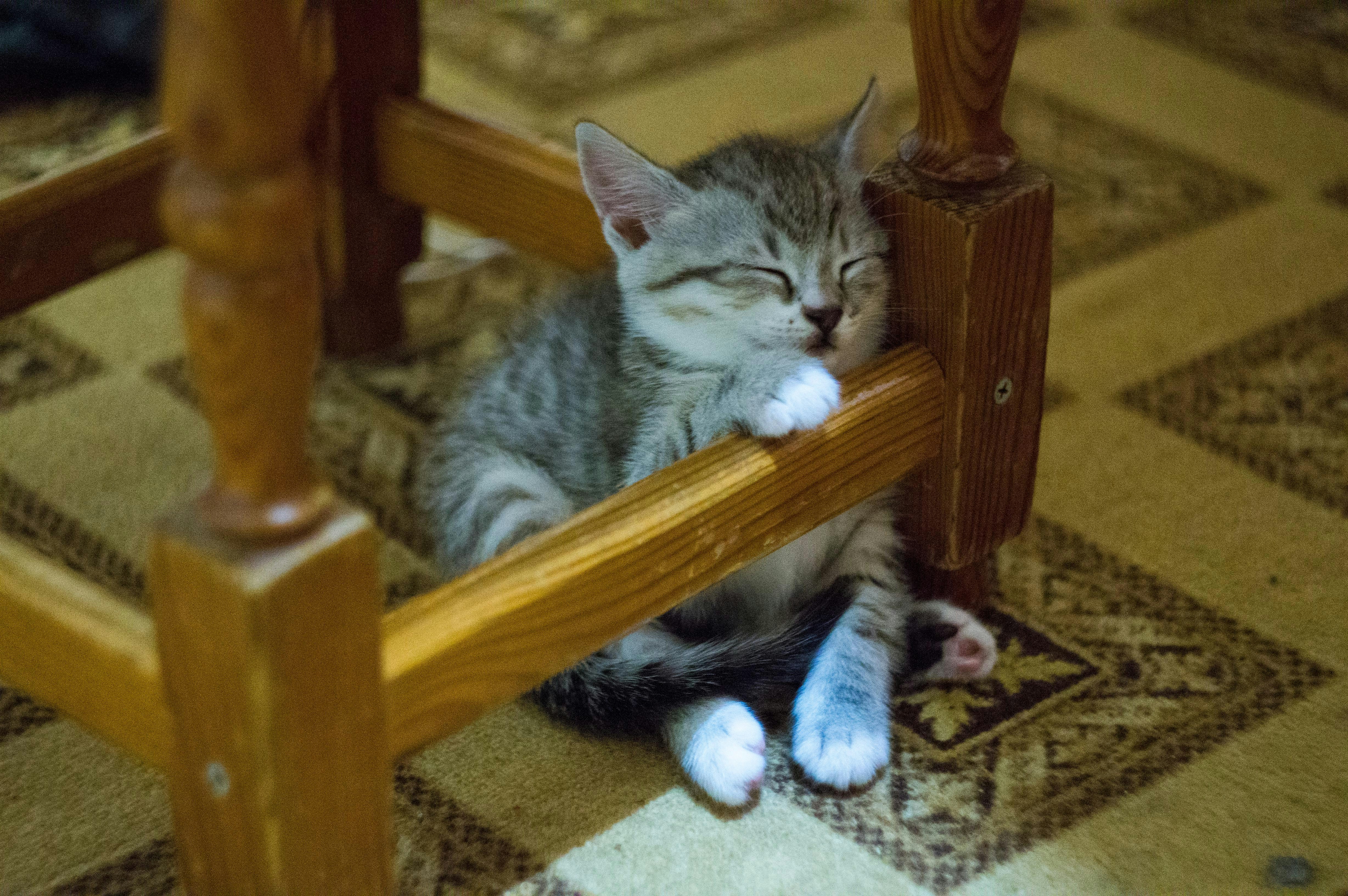 The Sleepy Eyes Fighting to Stay Open (image credits: unsplash)