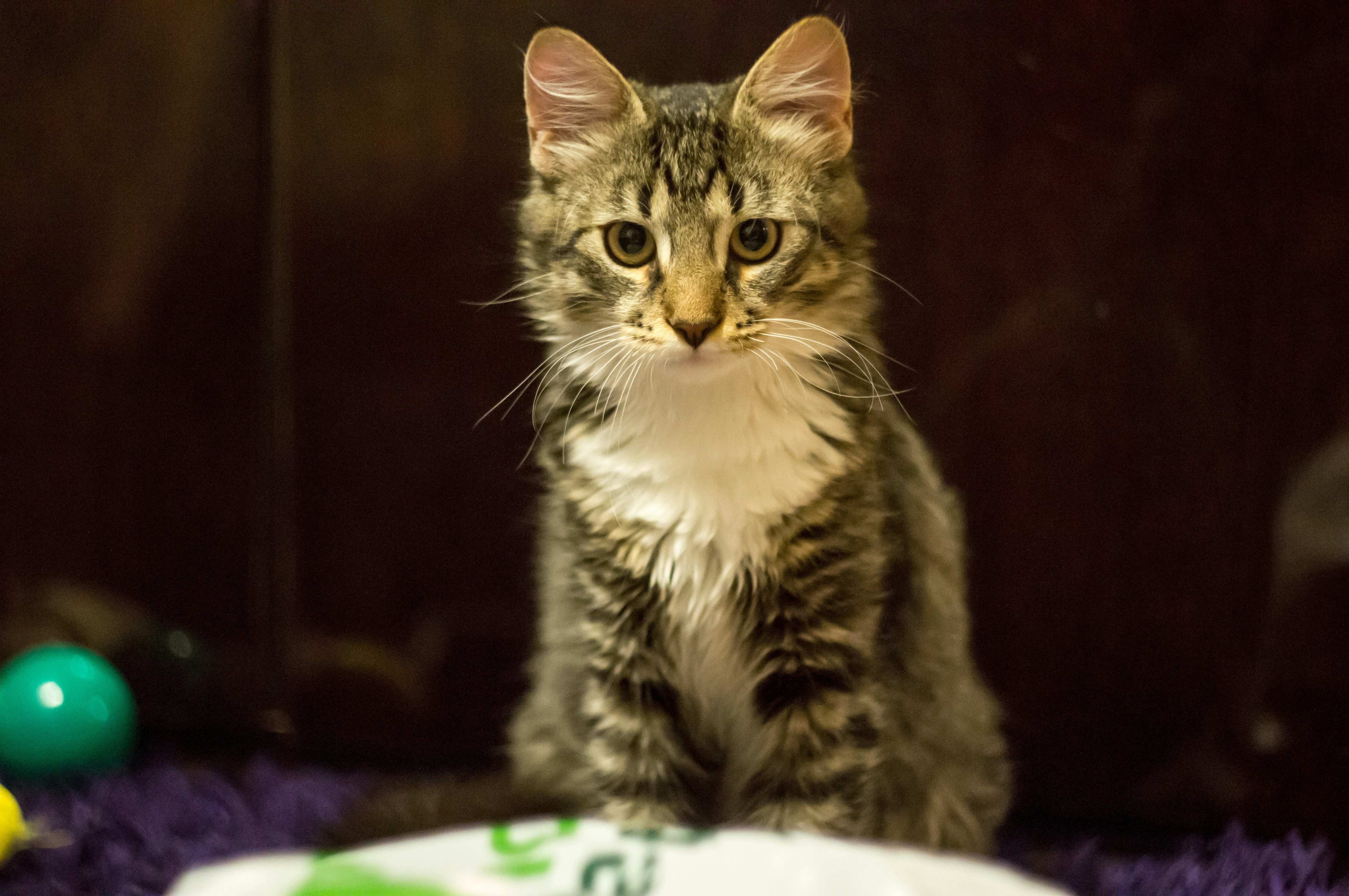 a cat sitting on a blanket