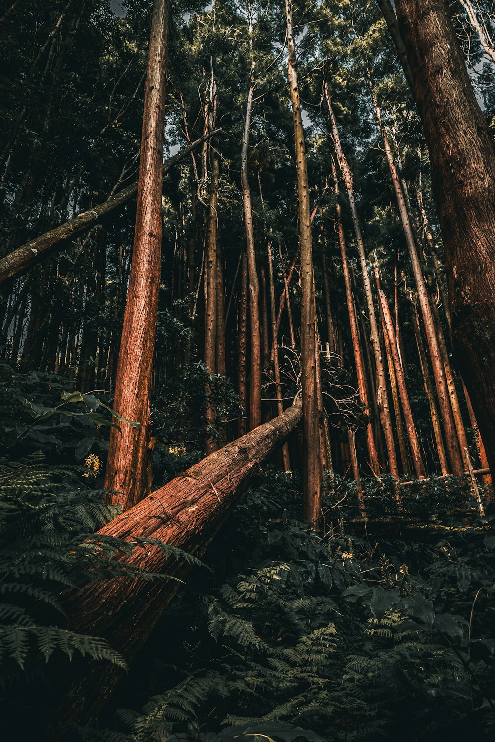 a forest with tall trees