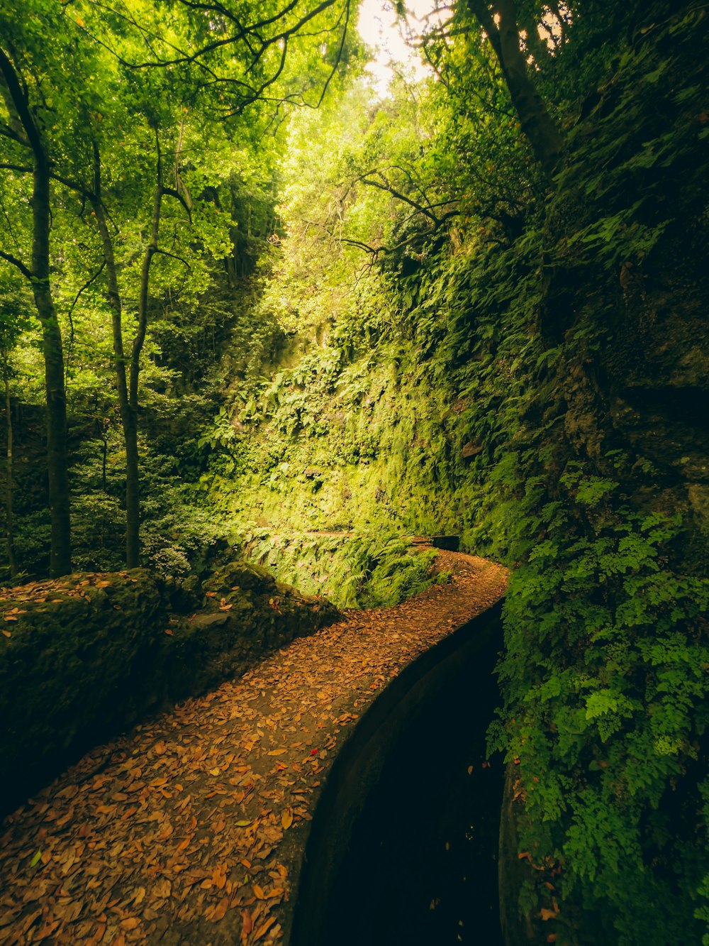 a small river in a forest