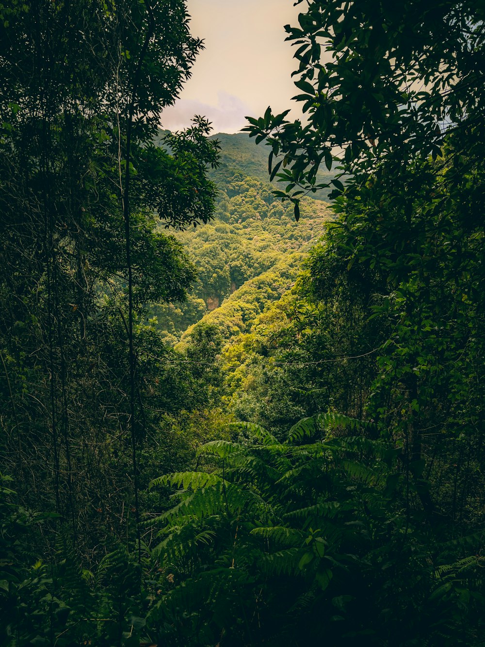 a path through a forest