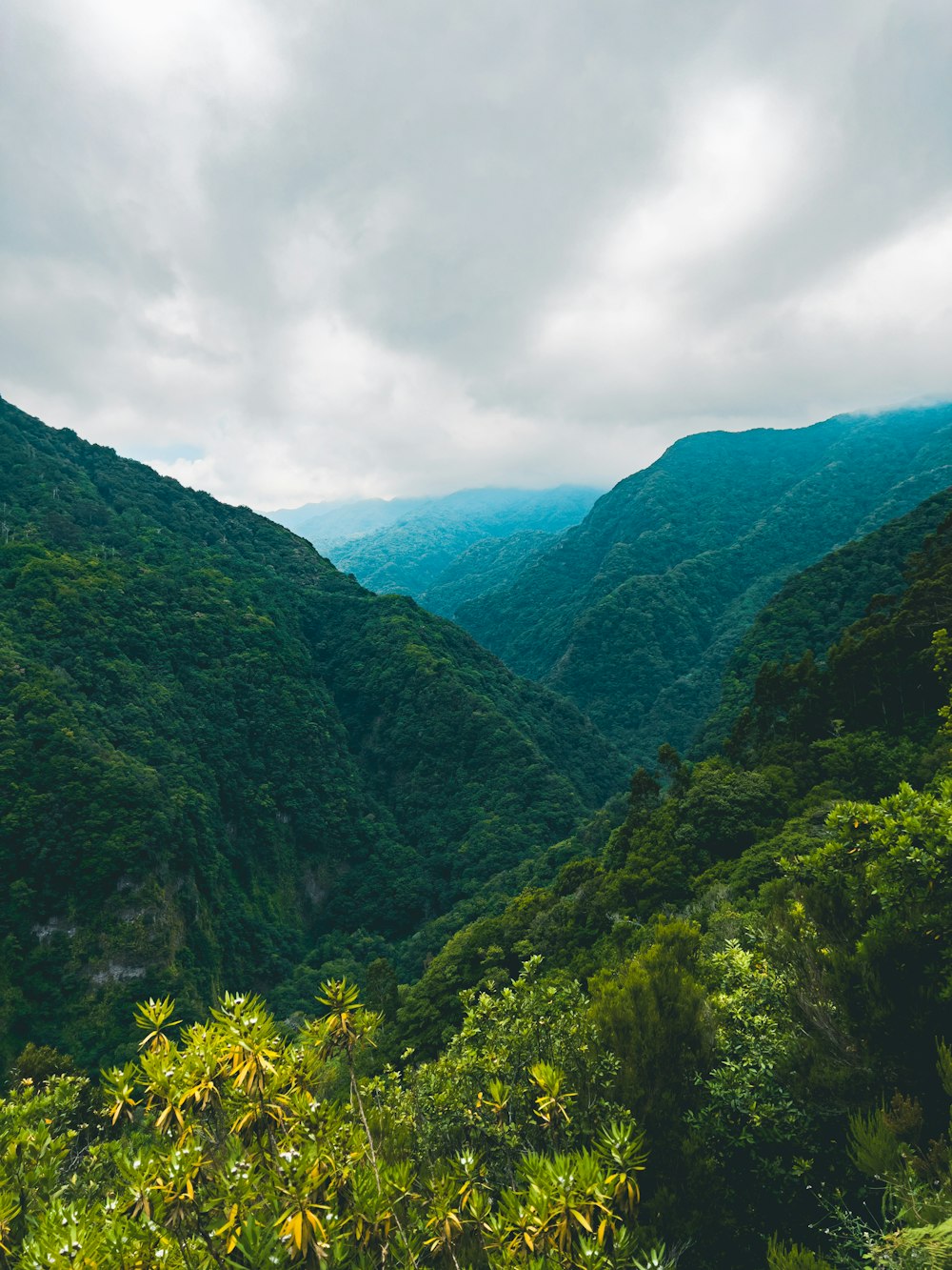 a landscape with trees and hills