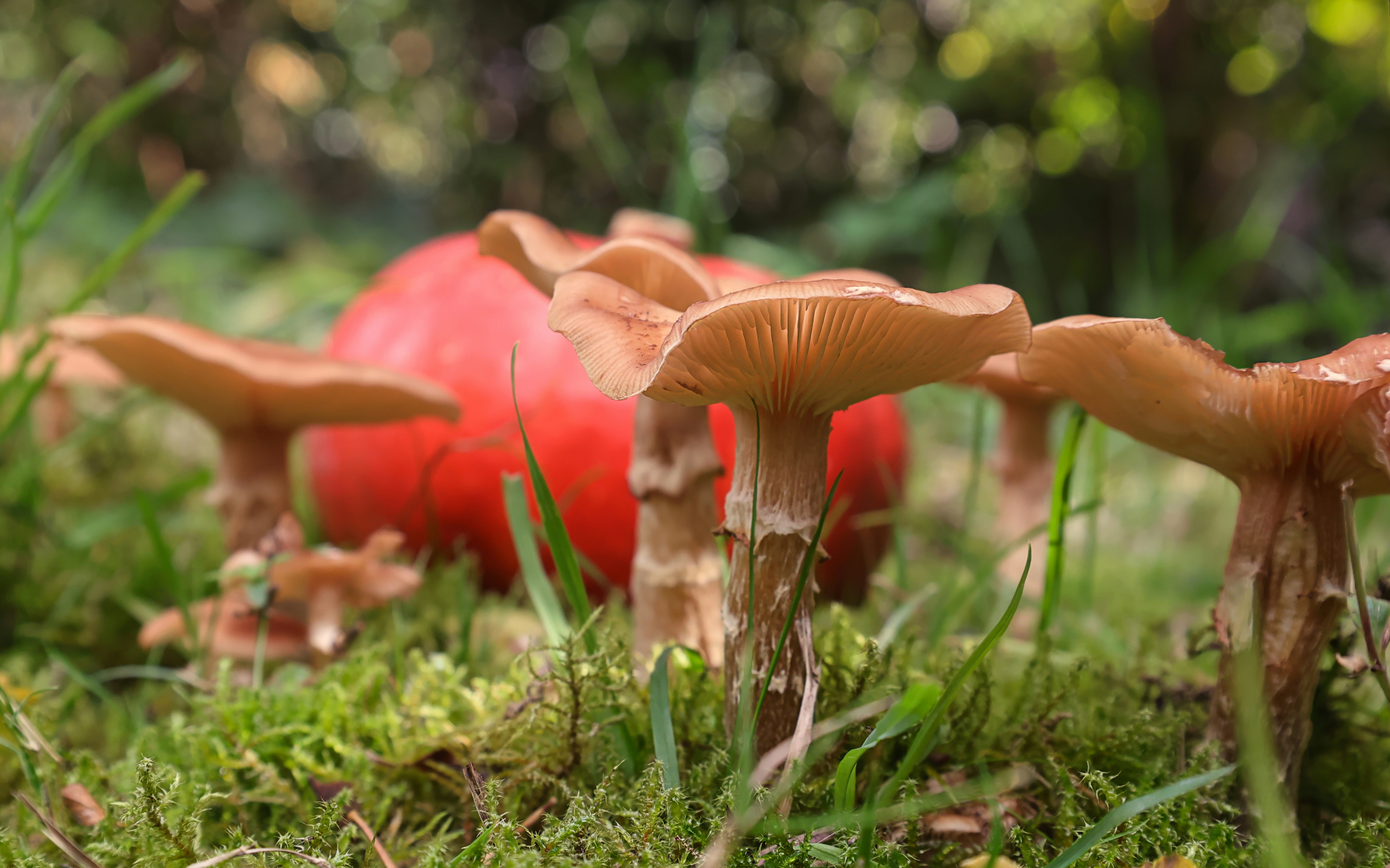 Autumn scene: mushrooms growing on moss with a pumpkin in the background