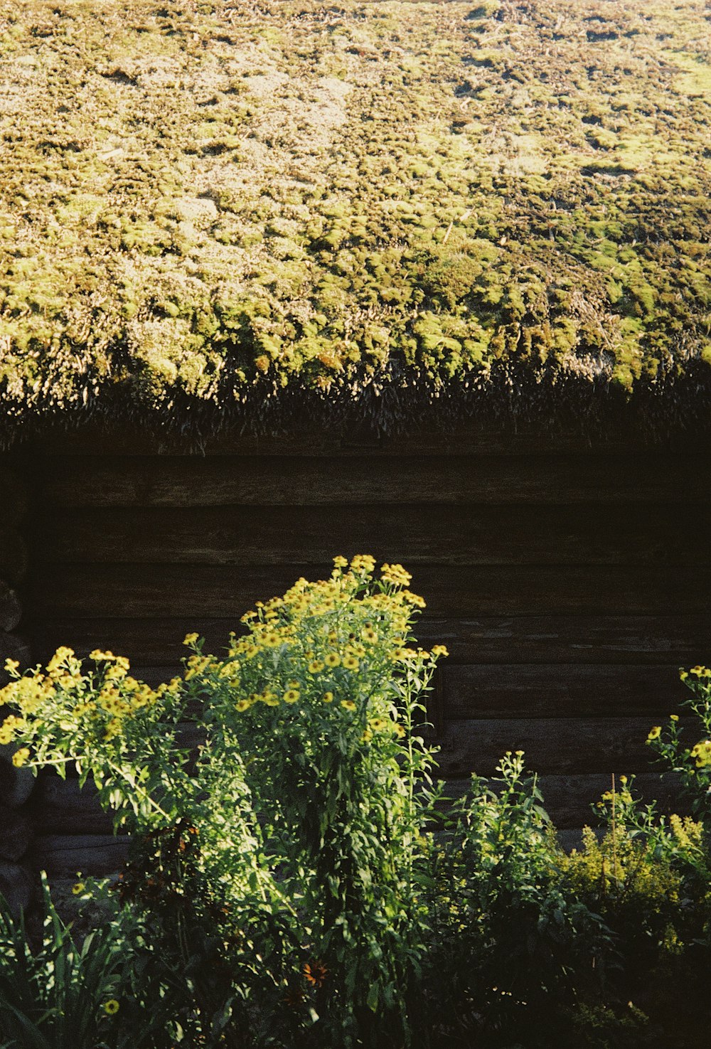 a tree with yellow flowers