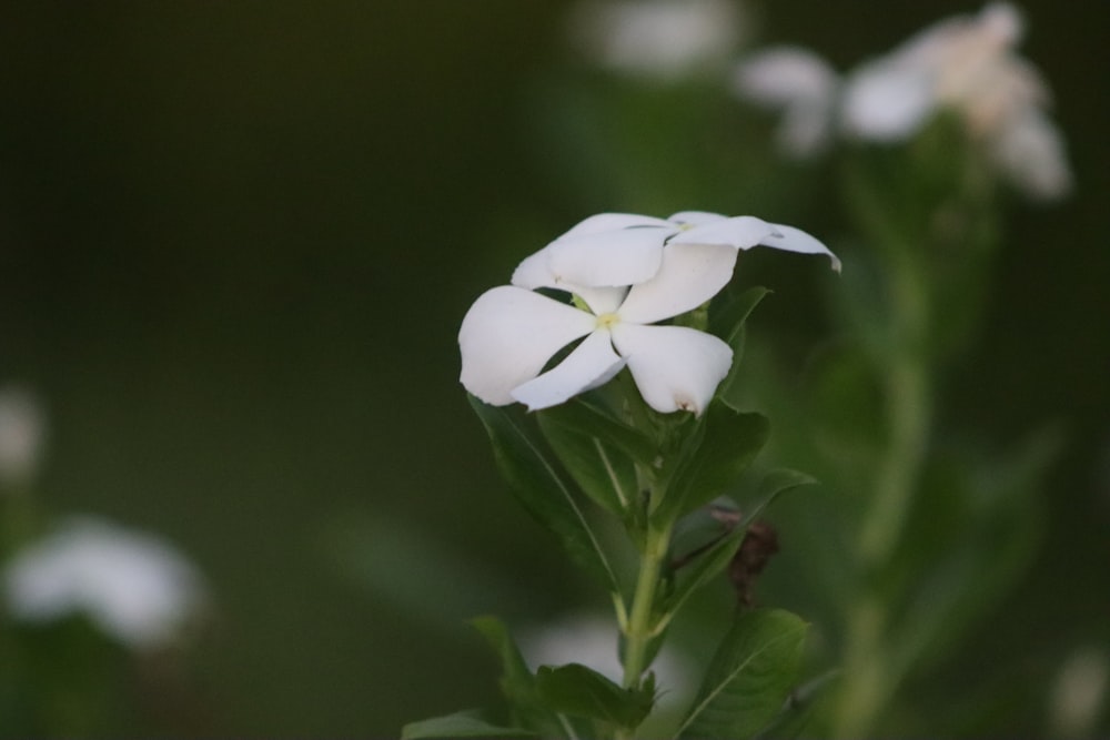 eine weiße Blume auf einer Pflanze