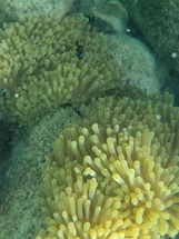 Underwater scene featuring clusters of sea anemones with long, tubular tentacles in shades of yellow and green. Small fish with black bodies and bright blue markings swim amongst the tentacles.