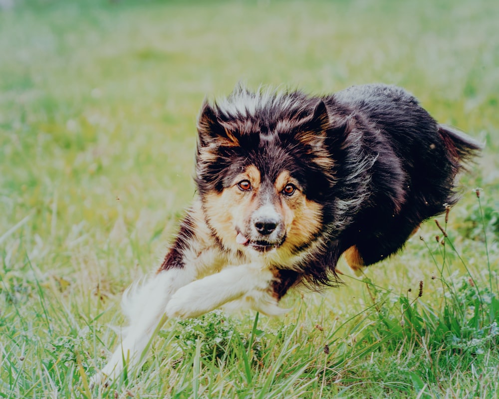 a dog running in the grass