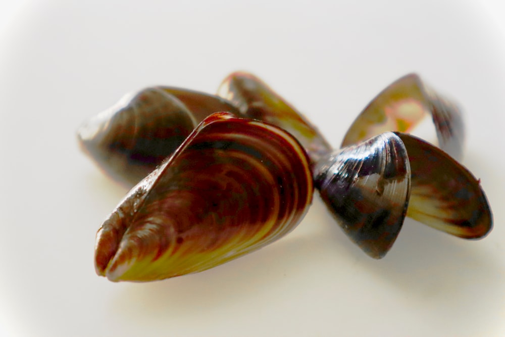 a group of colorful shells