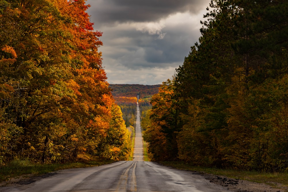 a road with trees on either side