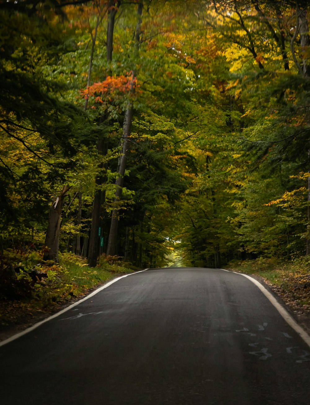 a road with trees on the side