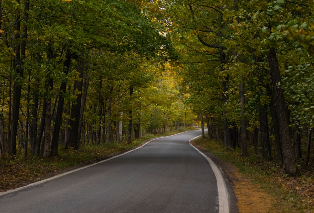 a road with trees on either side