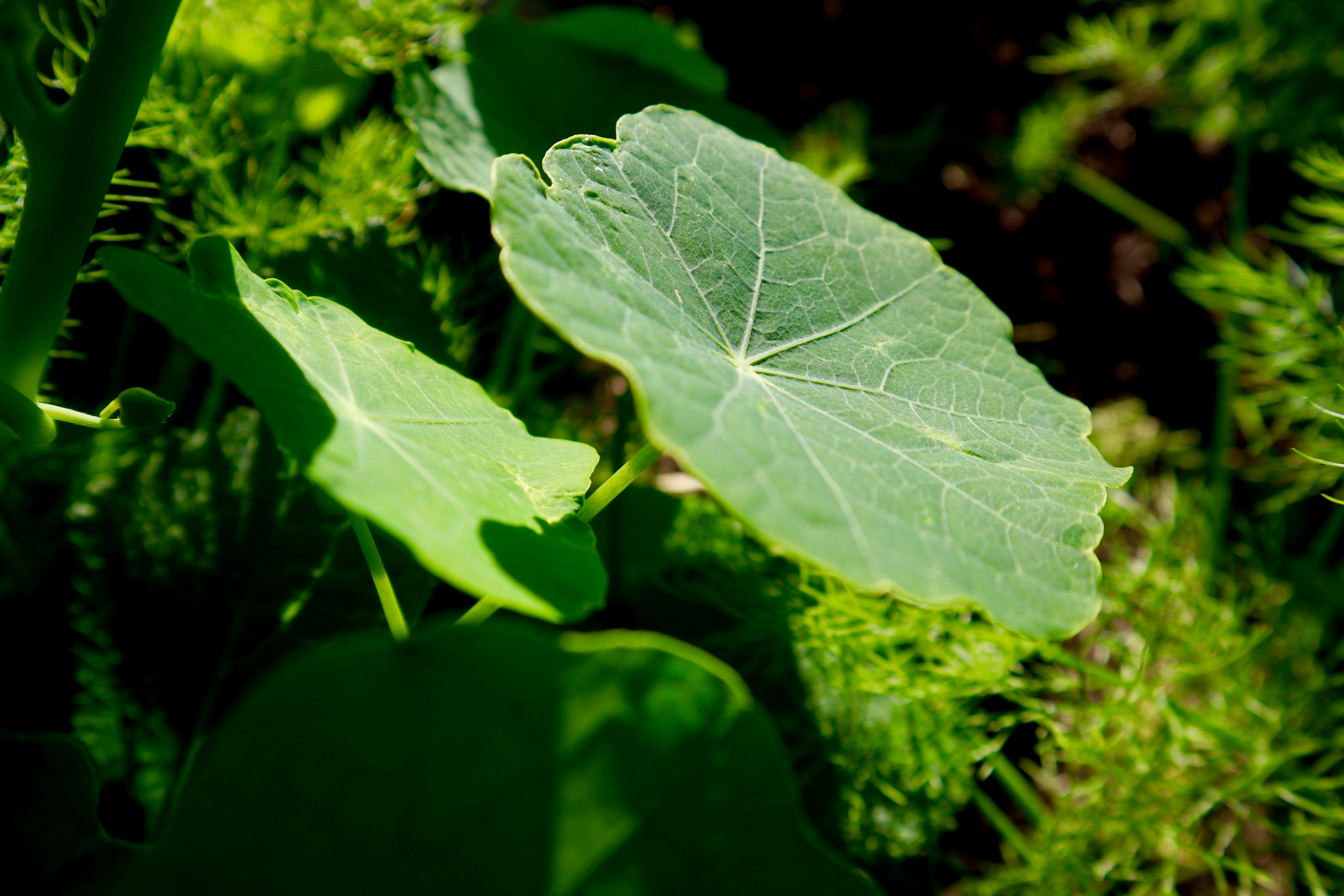 a white leaf on a green plant