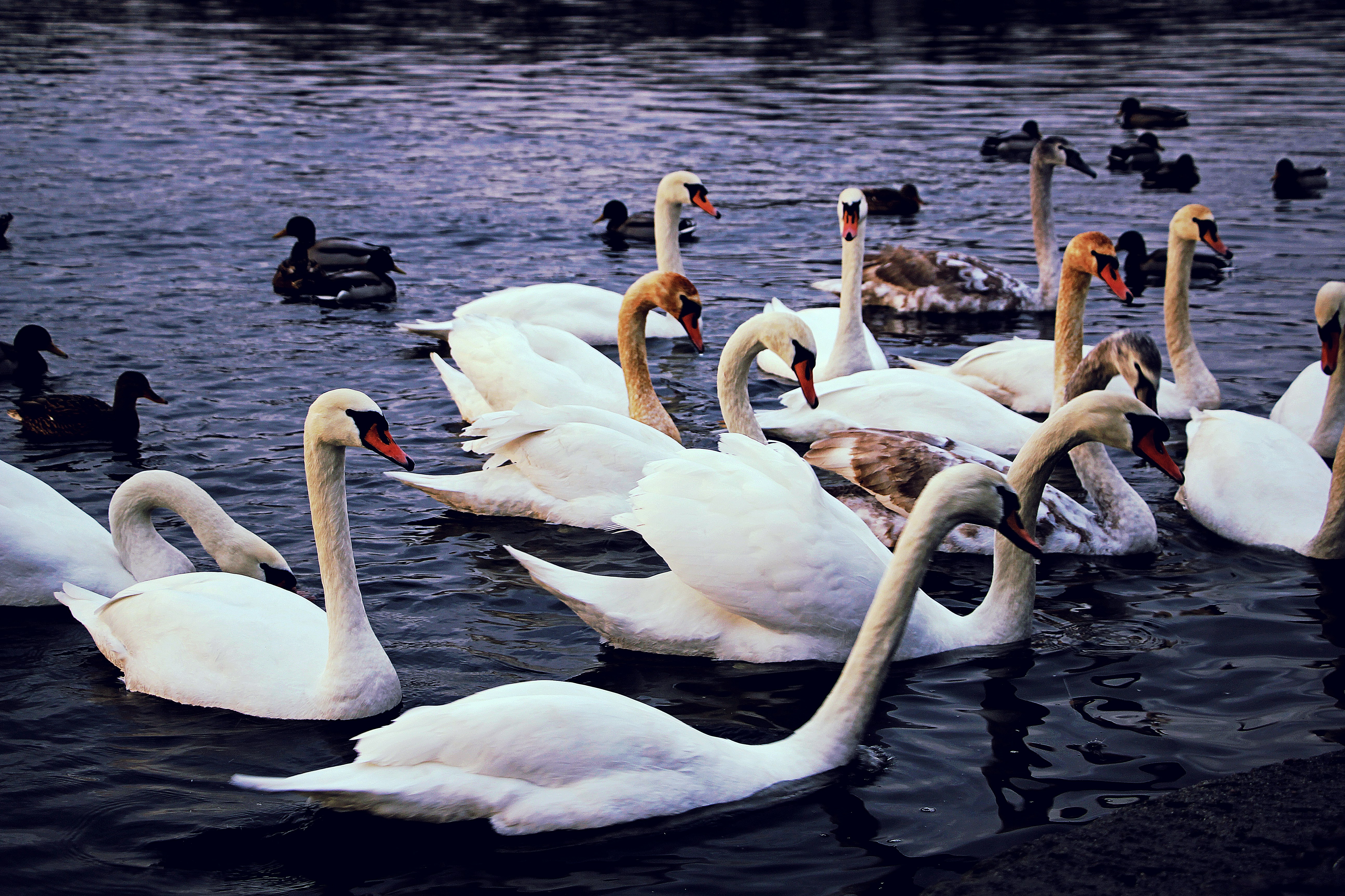 Photo by tashakostyuk