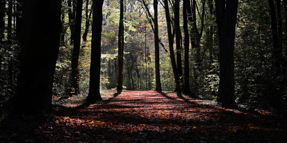 a path in a forest