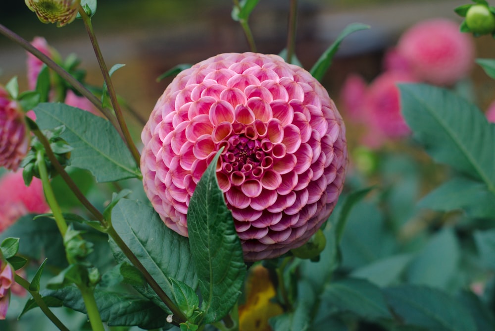 a pink flower with green leaves