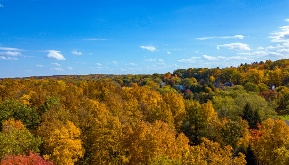 a forest of trees