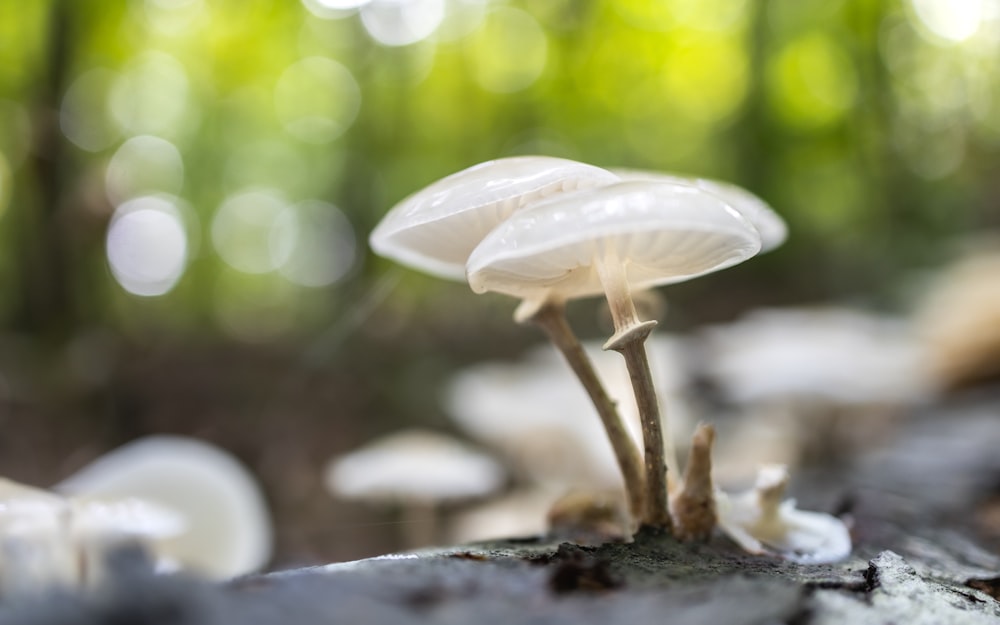 a close up of mushrooms