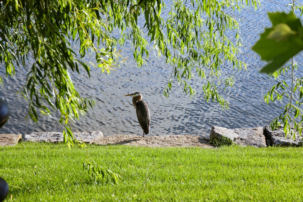 Ein Vogel steht auf Gras