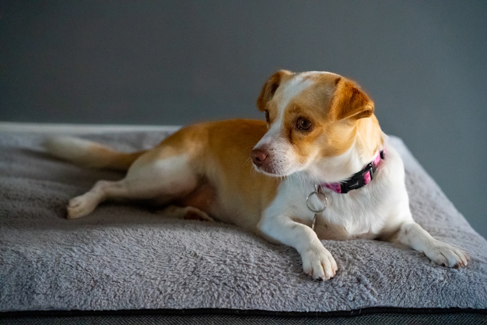 a dog lying on a couch