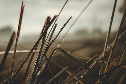 Close-up of nature details with soft natural light.