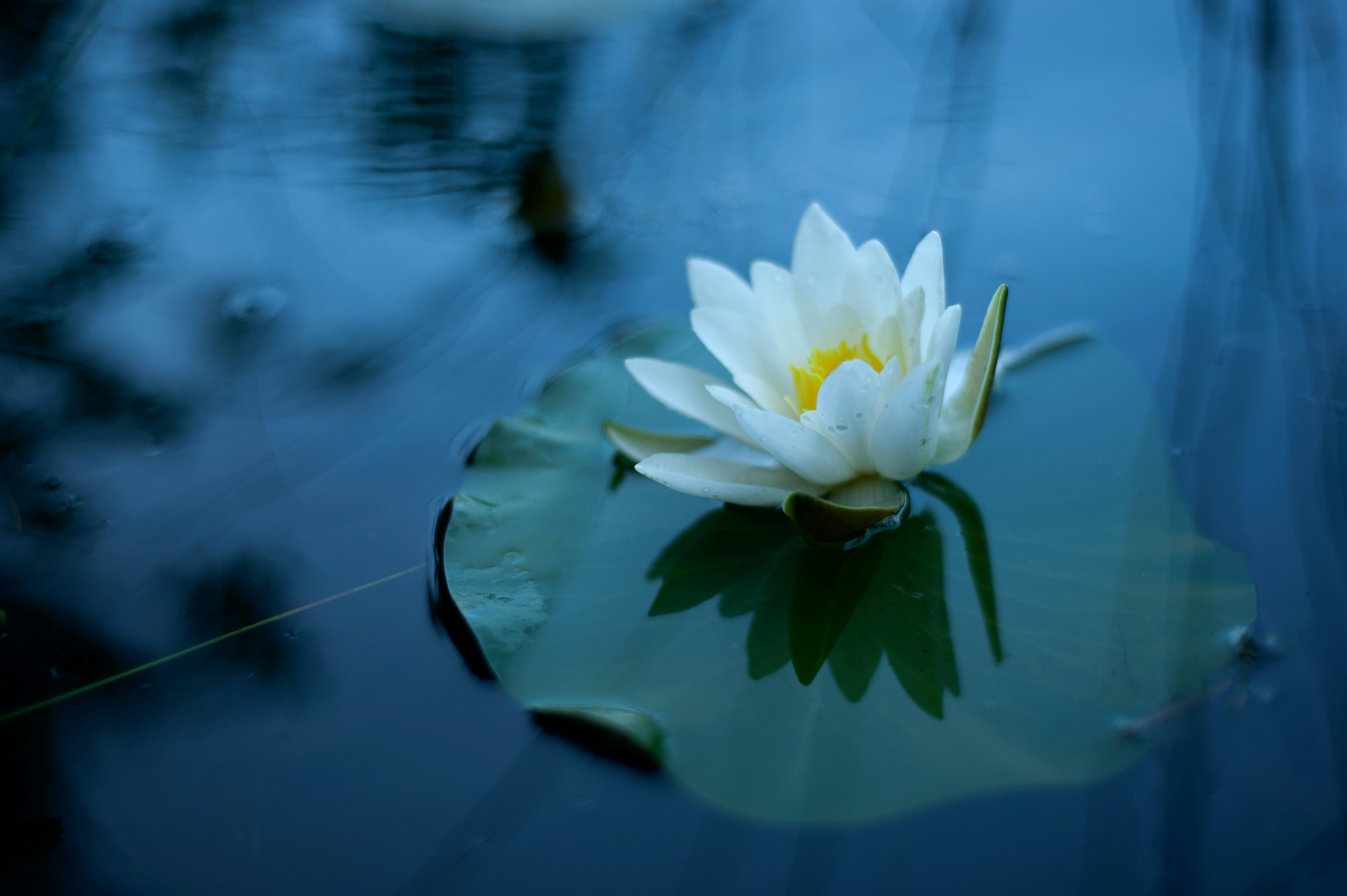 Foto zum Thema Eine weiße Blume in einem Teich Kostenloses Bild zu