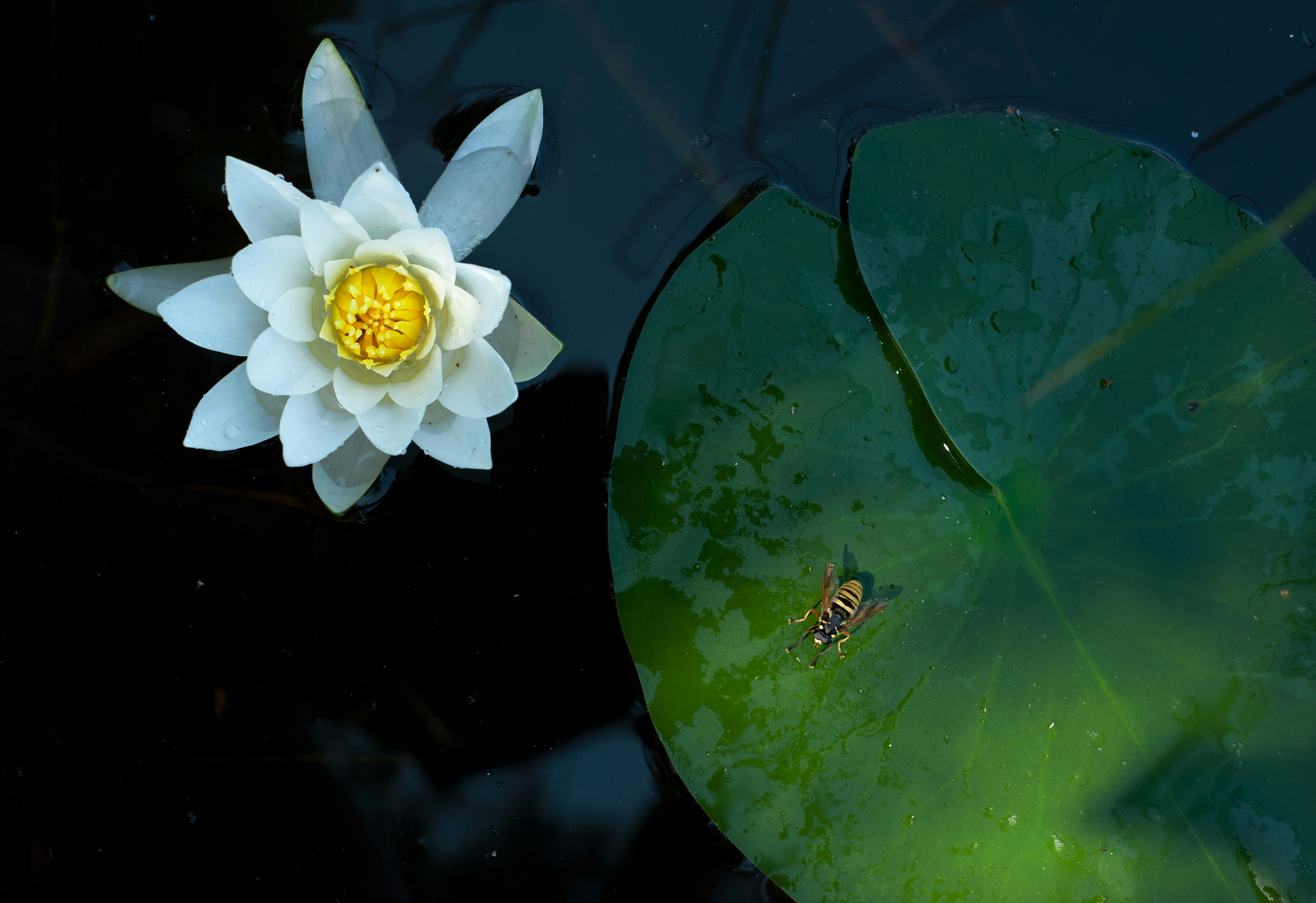 A white flower on a lily pad photo – Free Plant Image on Unsplash