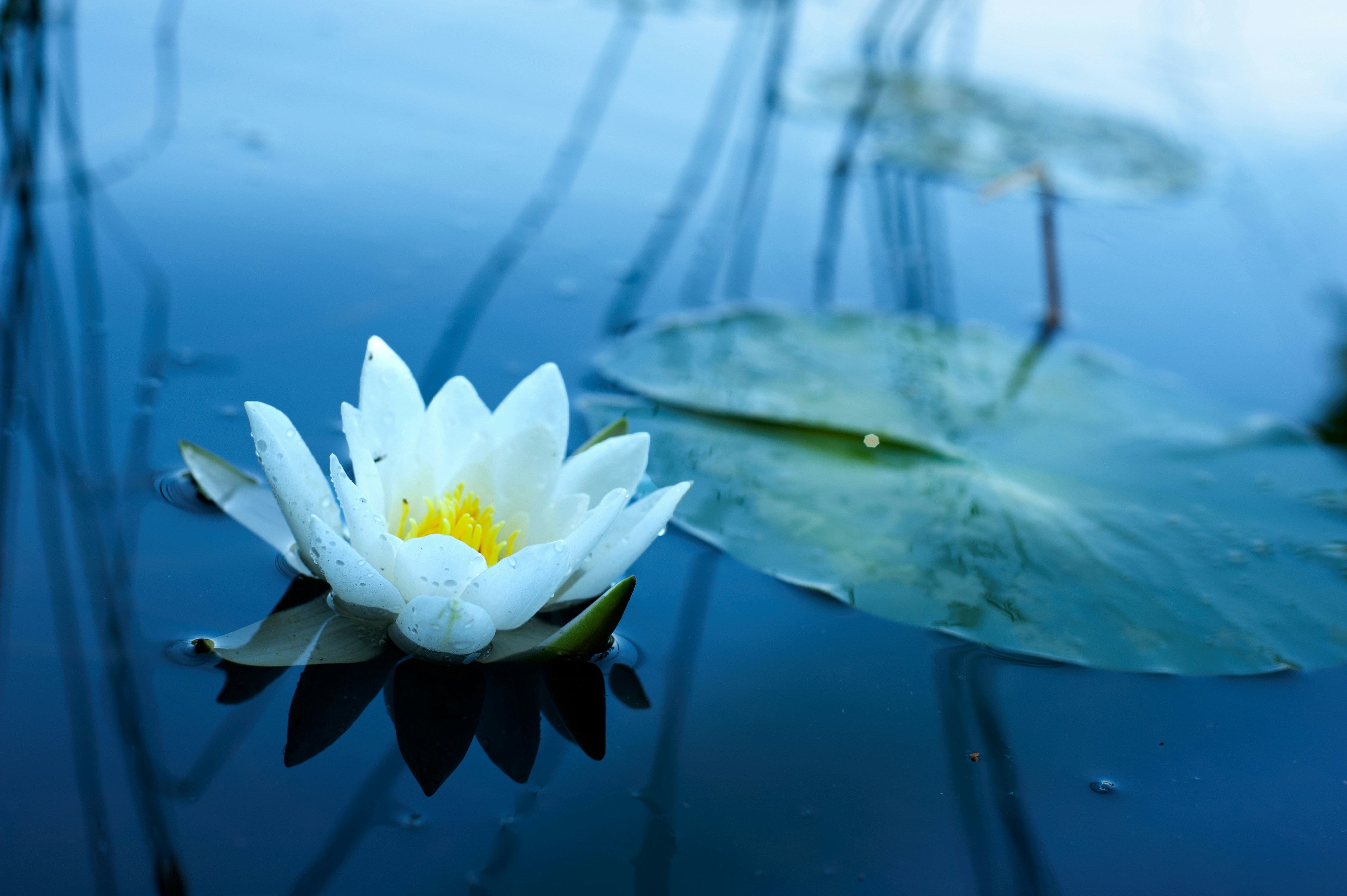 Photo by mari_kuklina