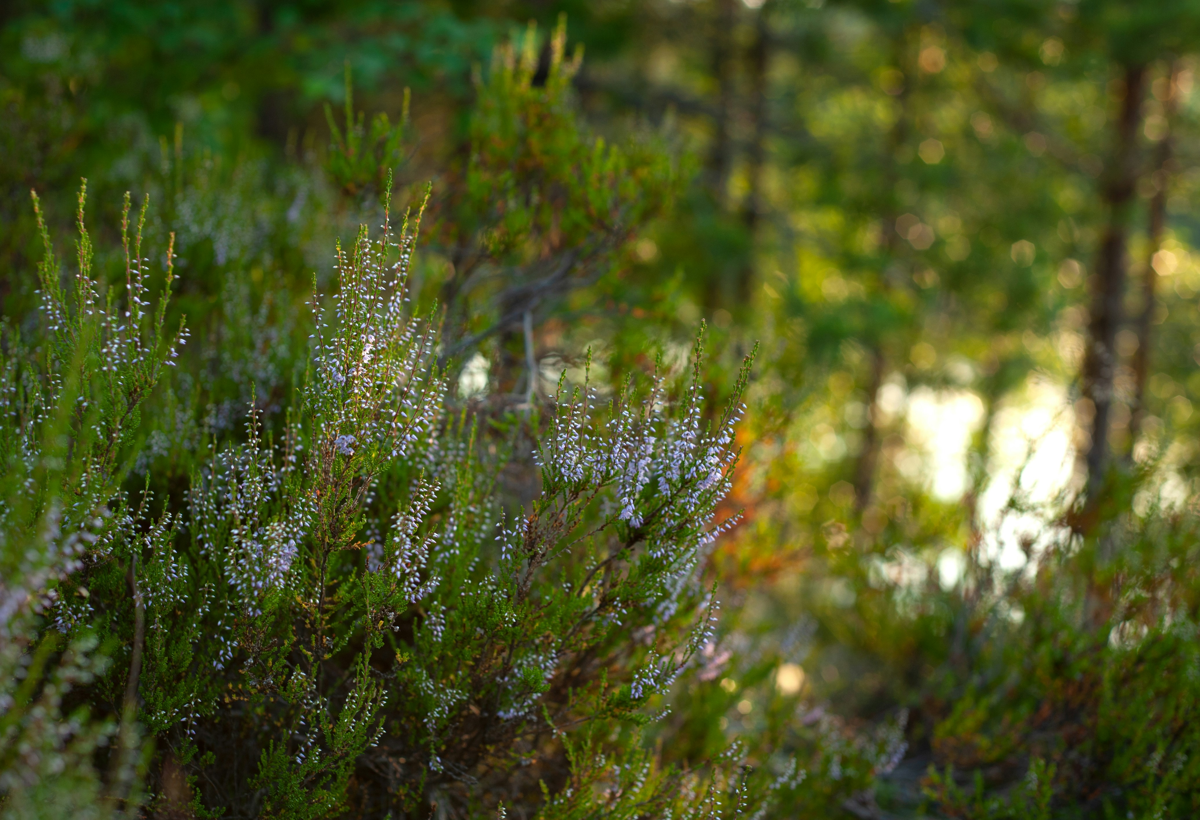 Photo by mari_kuklina