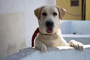 a dog lying on a ledge