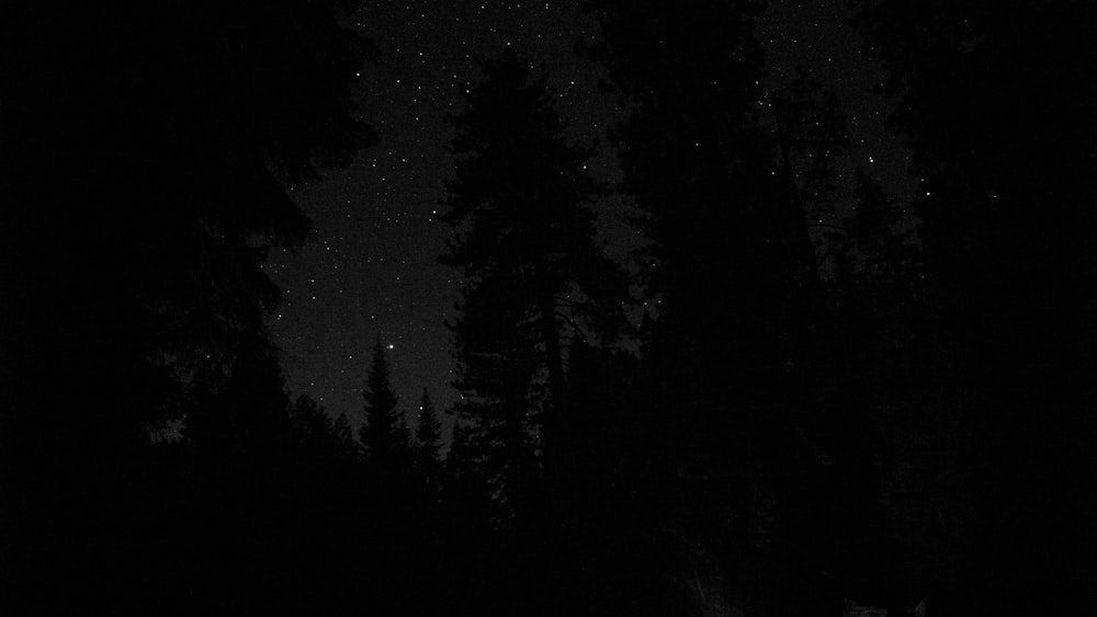 Una foresta di notte