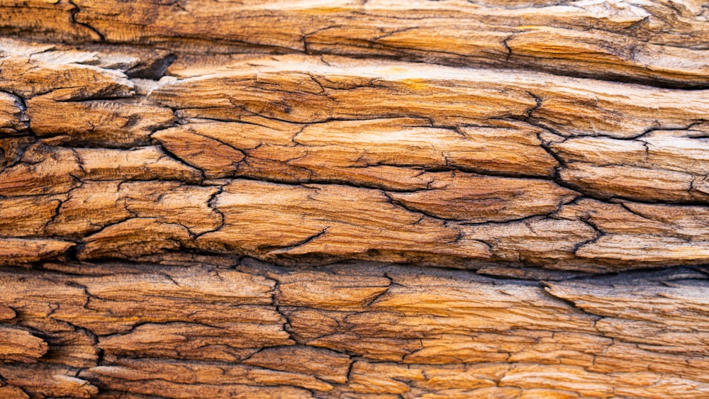 a close-up of a rock