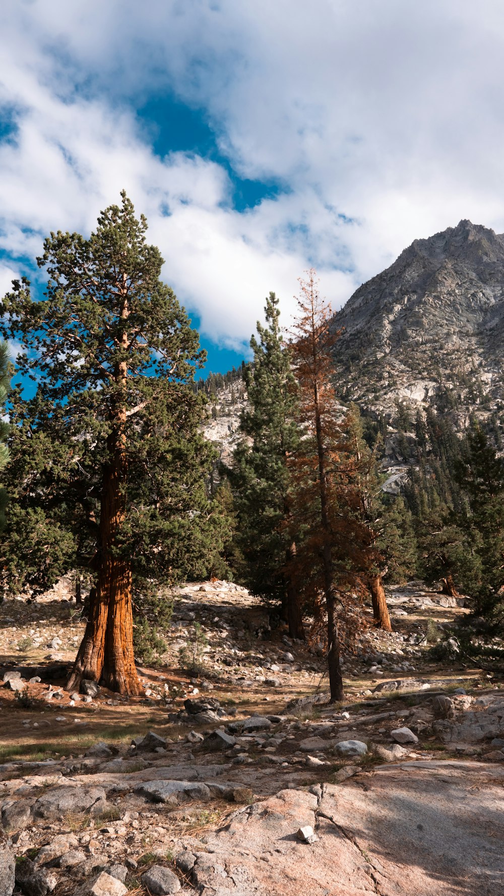 a group of trees in a rocky area with mountains in the background