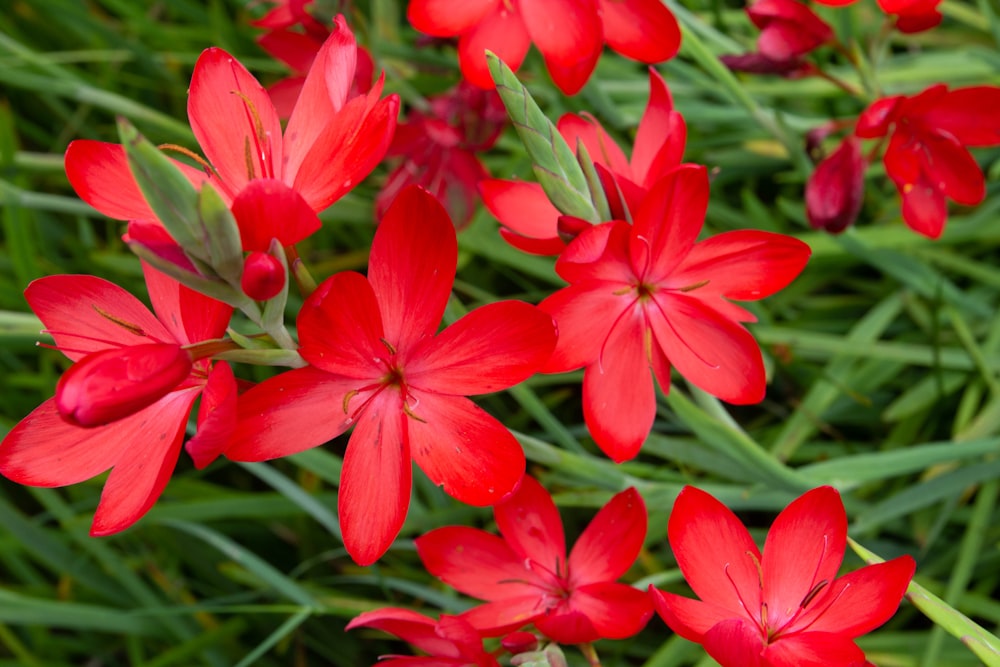 a group of red flowers